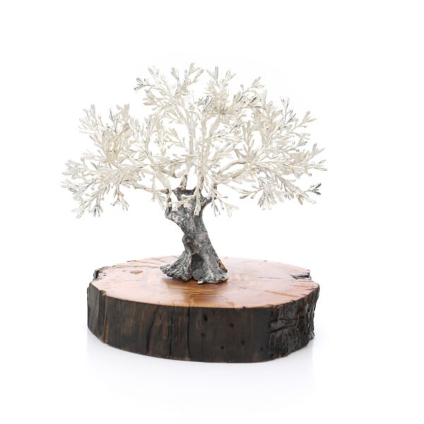 OLIVO PLATEADO 17 cm