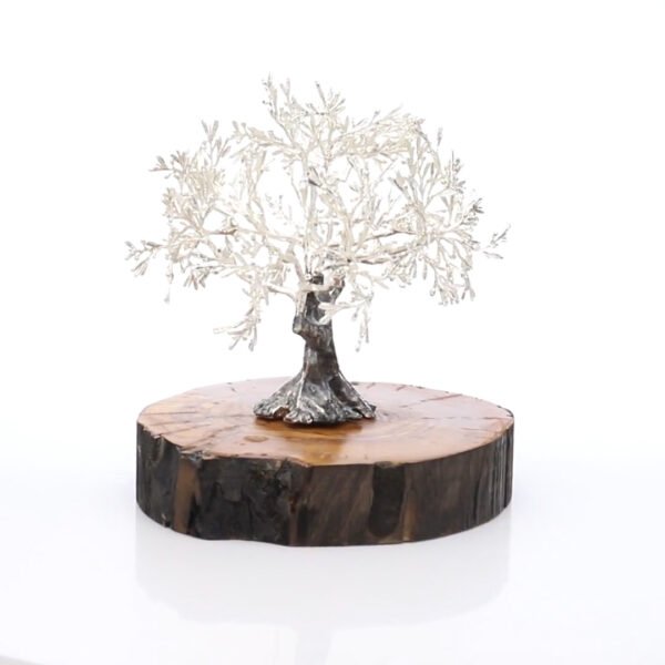 OLIVO PLATEADO 17 cm - Imagen 2